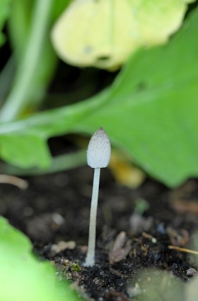 A wild mushroom growing in a vegetable garden.
