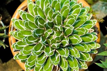 A close up of an Agave Victoria Reginae in a pot.