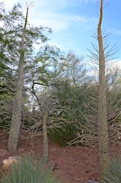 3 Boojum trees in a desert landscape.