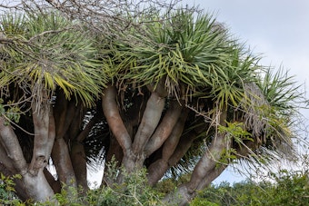 A mature dragon tree.