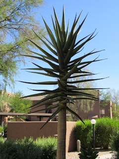 An aloe hercules tree in a desert garden with an adobe home nearby.