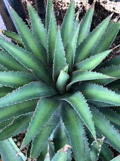 A closeup of a Mangave Racing Stripe.