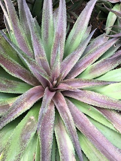 A closeup of a Mangave Red Wing.