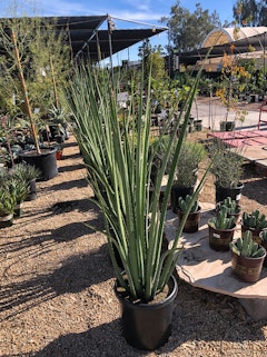 Furcraea MacDougalii at SummerWinds Nursery.