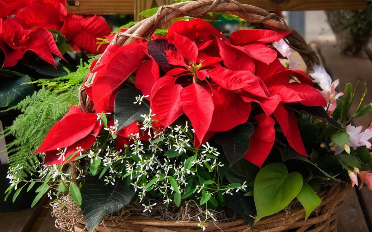 red poinsettia planted in basket with other plants