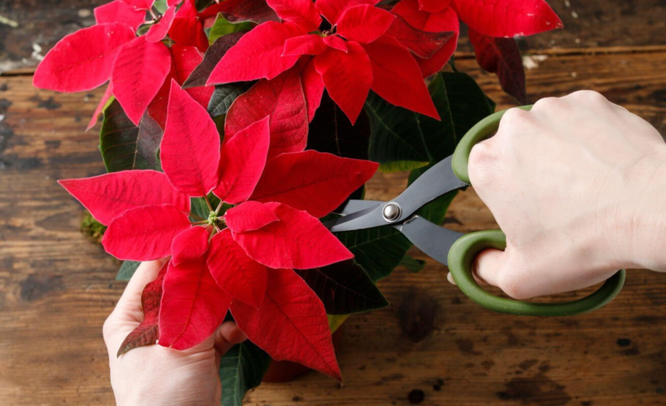trimming red poinsettia
