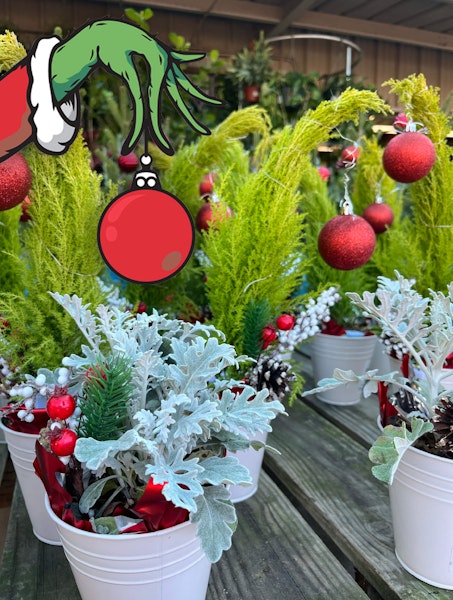 grinch hand with ornament over a dusty miller potted plant and grinch trees in the background
