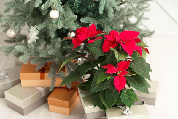 red poinsettia under christmas tree