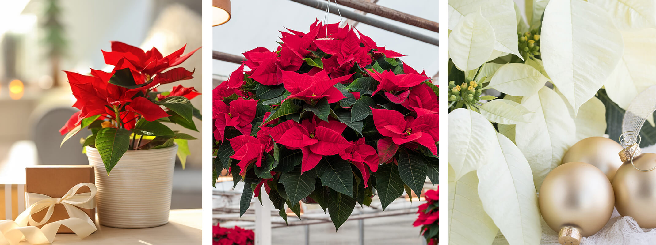 decorating with poinsettias, red poinsettia on table, one in hanging basket and an up close of a white one