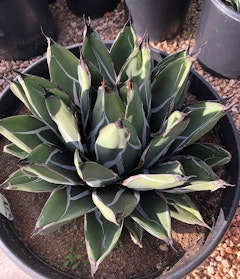 A closeup of an Agave Ferdinand Regis.