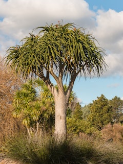 A mature Aloe Barberae bainesii tree in a desert landscape.
