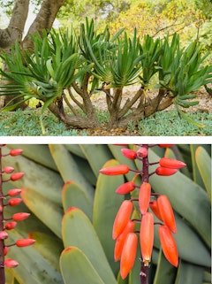 A mature fan aloe in a desert landscape, and a close up of coral fan aloe blooms.