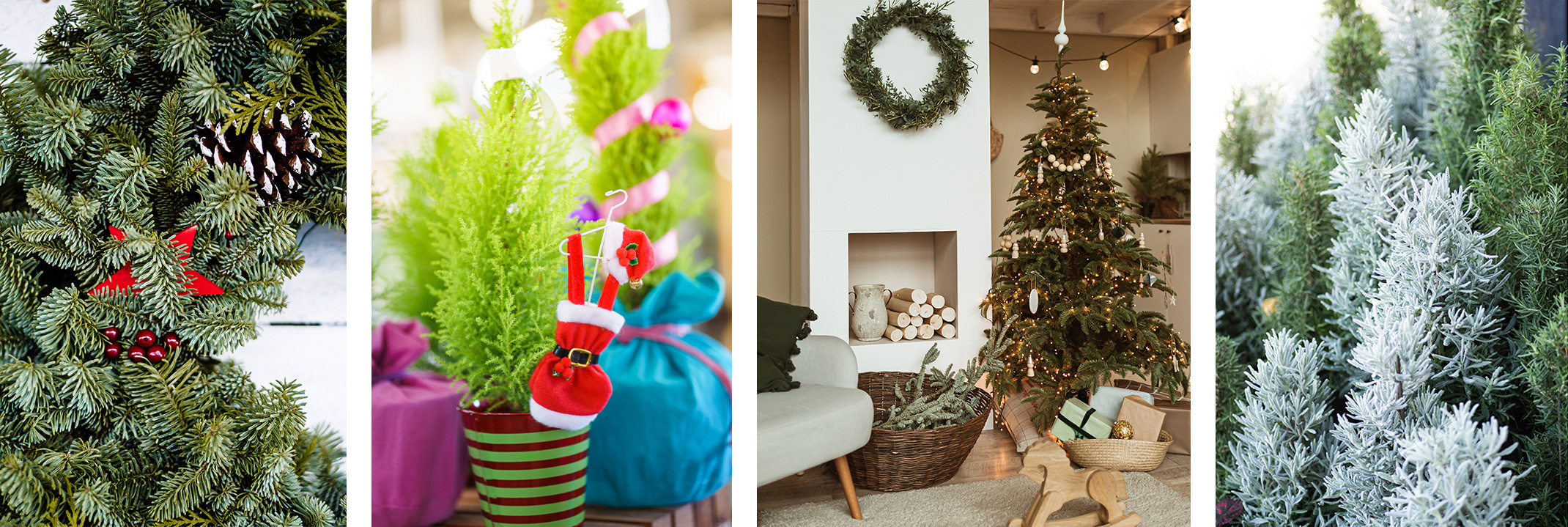 A closeup of a decorated wreath, a mini lemon cypress tree with a santa ornament; a living room decorated for Chirstmas, and small rosemary trees.