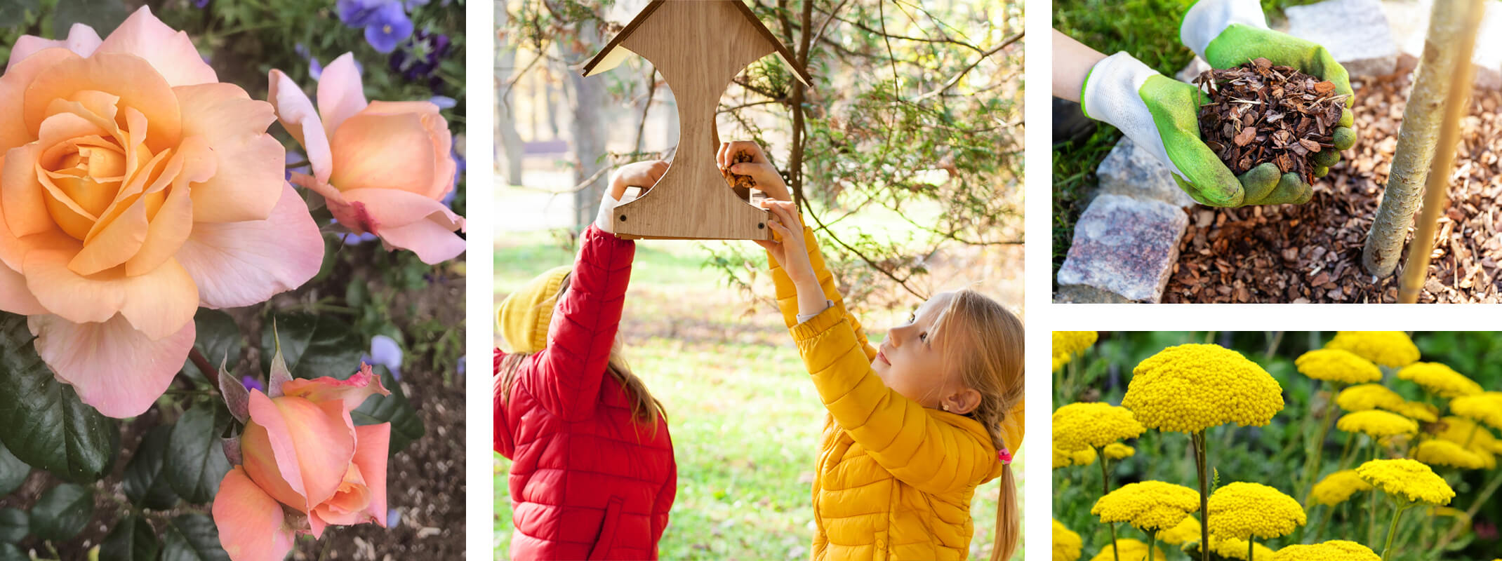 roses, girls filling bird feeder, adding mulch to tree, yellow yarrow