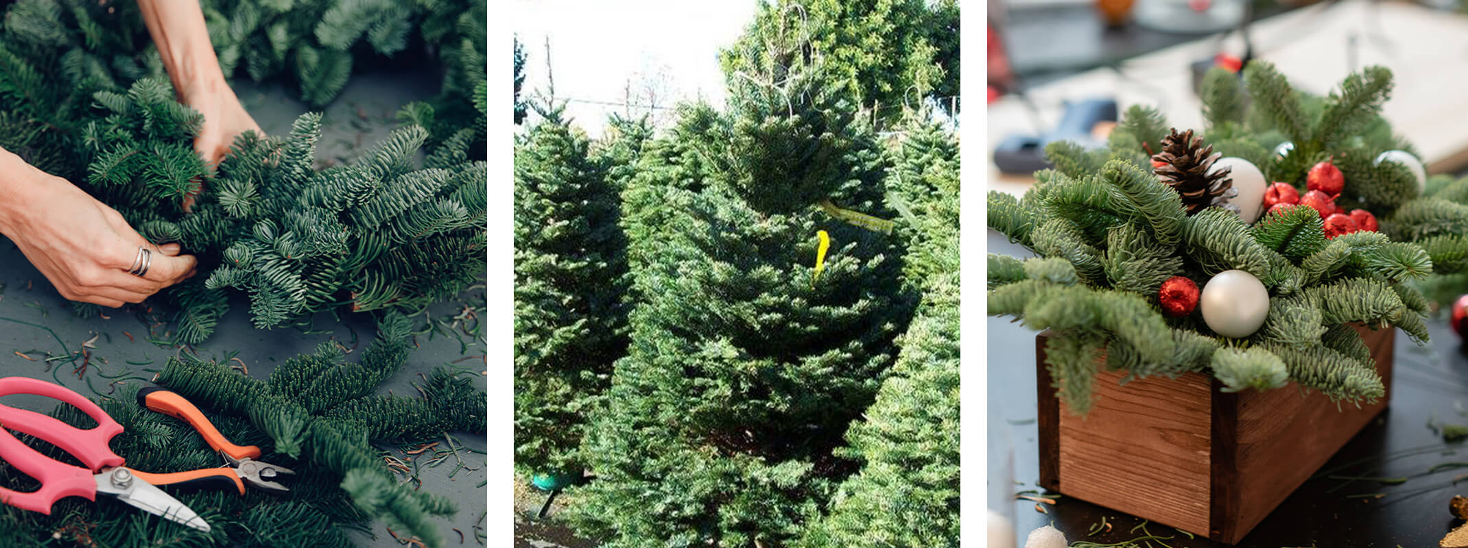 making a fresh holiday greens wreath, fresh cut christmas trees, and fresh holiday greenery table centerpiece