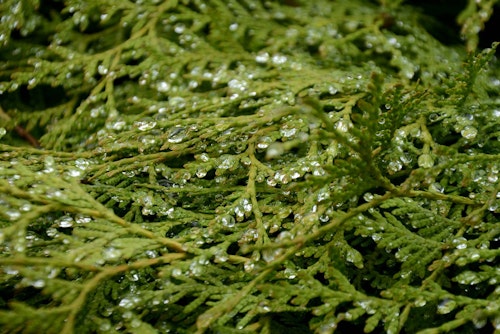 fresh cut greens cedar foliage