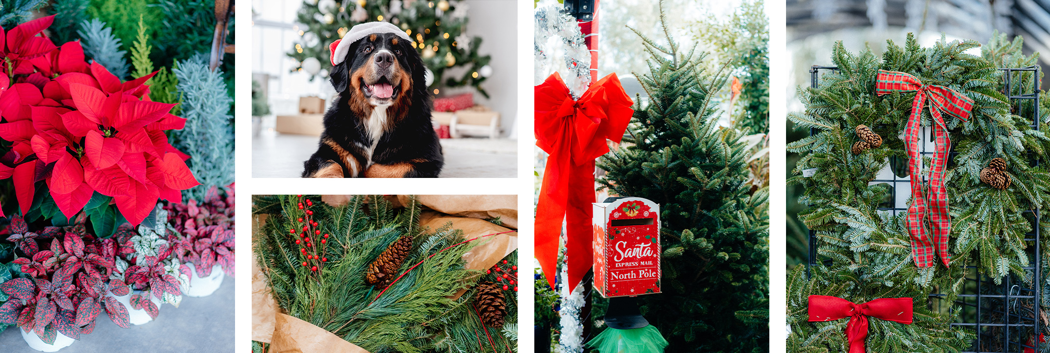 Poinsettias, small rosemary trees and other plants, a dog in front of Christmas tree, Christmas greens in a paper sleeve, a Christmas tree, bow and box for letters to Santa, and Christmas Wreaths.