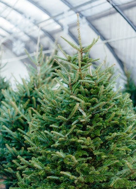 Fraser Fir Christmas Trees at SummerWinds Nursery.