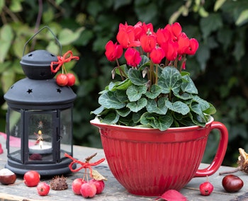 red cyclamen planted in red bowl with handle