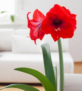 amaryllis red lion in home setting
