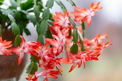 red christmas cactus houseplant