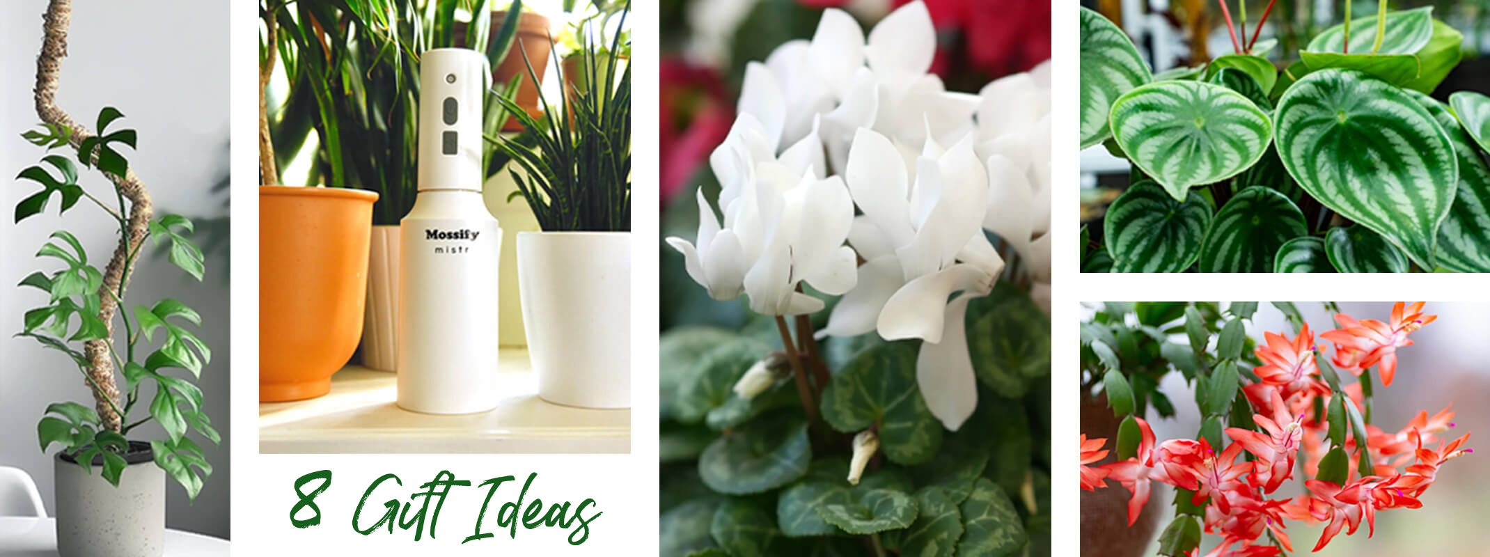 last minute holiday gift giving ideas including mossify, cyclamen and houseplants