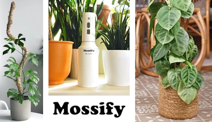 mossify small banner moss pole and mistr for houseplants
