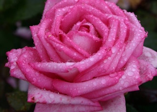 pink wedding bells eleganza roses