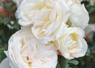 top cream rose