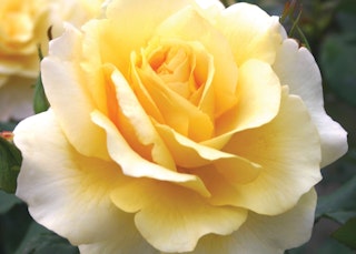 yellow sunny sky eleganza roses