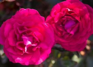 pink stiletto roses