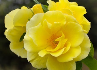 smiley face rose yellow smiley face roses