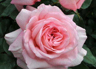 pink savannah sunbelt roses