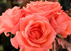 america rose salmon pink america roses