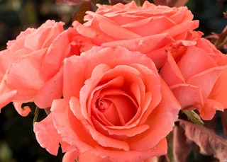 salmon pink america roses