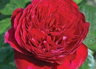red rouge royale rose