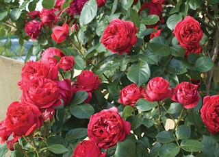 red eden climbing roses