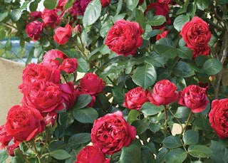 red eden climbing roses red eden climbing roses