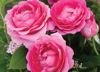 pink raspberry cupcake roses