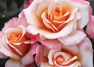 peachy pink oh happy day eleganza roses