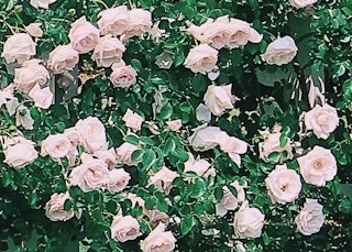 new dawn roses climbing white new dawn roses climbing