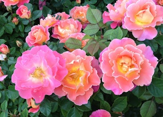 fruity petals roses
