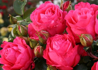 fiji eleganza rose pink fiji eleganza rose