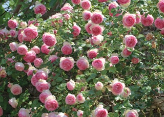 pink eden climber rose climbing