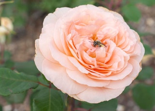 peach parfuma bliss rose
