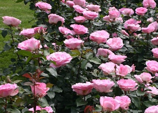 pink beverly eleganza rose