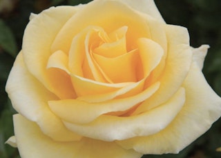 yellow sunshine daydreams rose