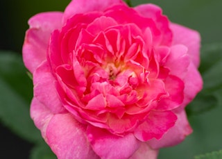 pink tahitian treasure roses