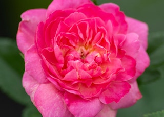 tahitian treasure rose pink tahitian treasure roses