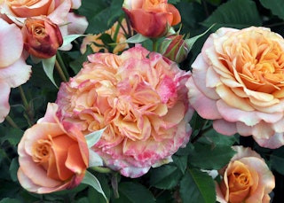 apricot sunbelt crazy love roses